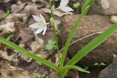 Chlorophytum tuberosum